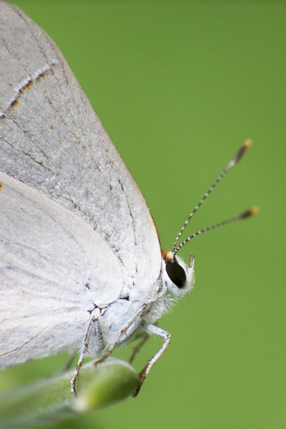 Free Image of Grey Hairstreak butterfly 