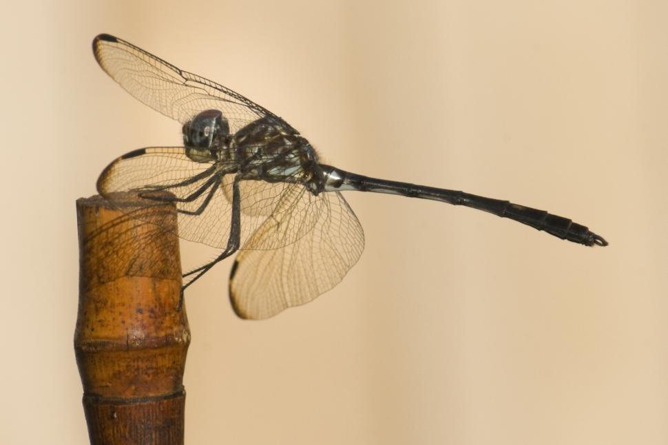 Free Image of Swift Setwing dragonfly 