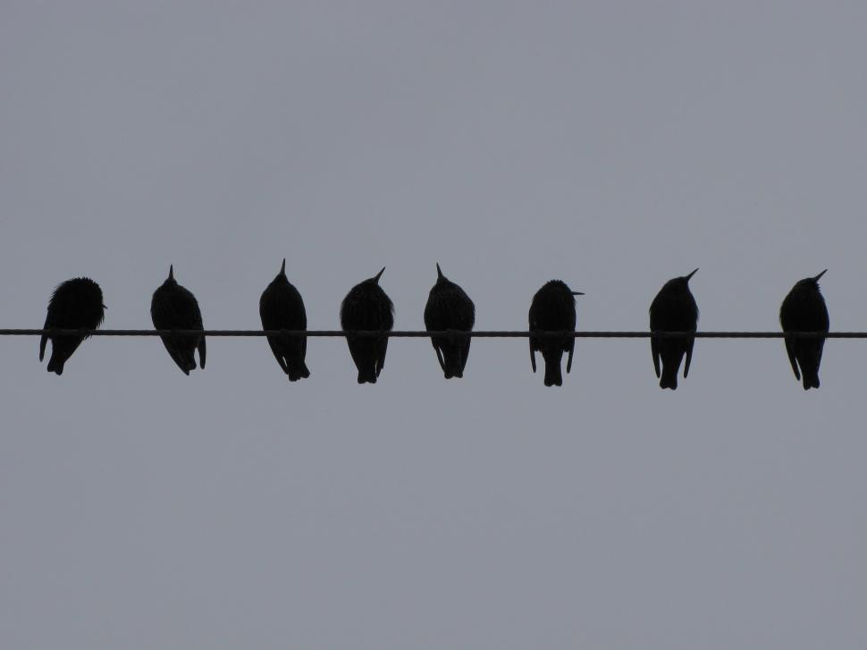 Free Image of  starling in winter  