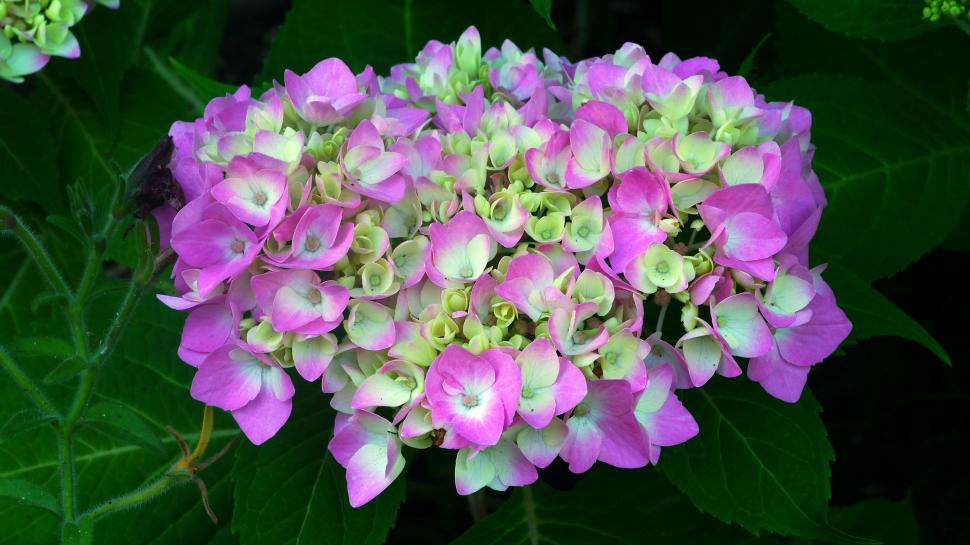Free Image of Hydrangea Flower Cluster Closeup 