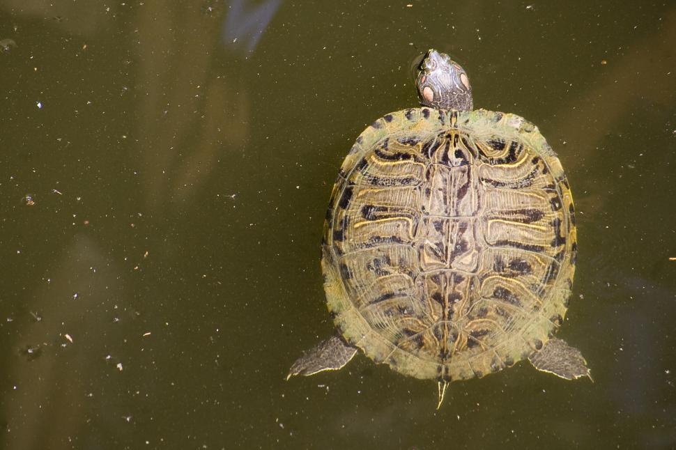 Free Image of Turtle 