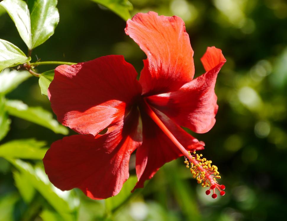 Free Image of Red Hibiscus Flower 