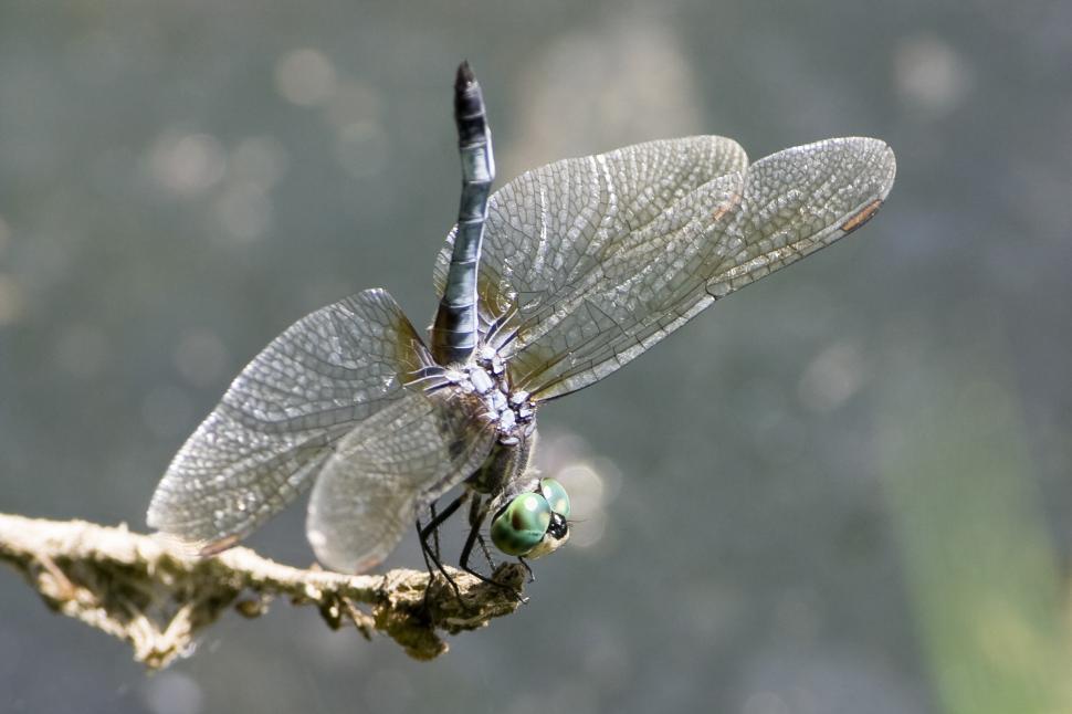 Free Image of Blue Dasher dragonfly 