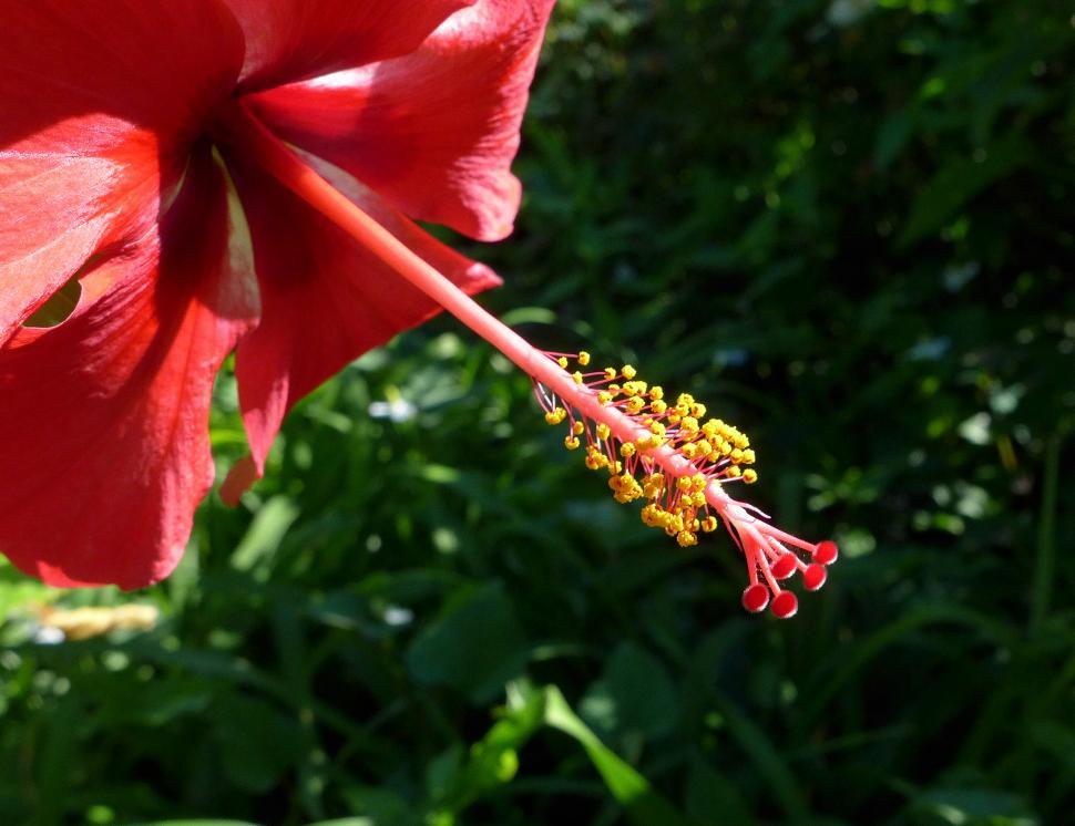 Free Image of Red Hibiscus Flower Closeup 