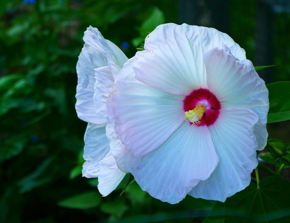 Free Image of White Hibiscus Flowers 