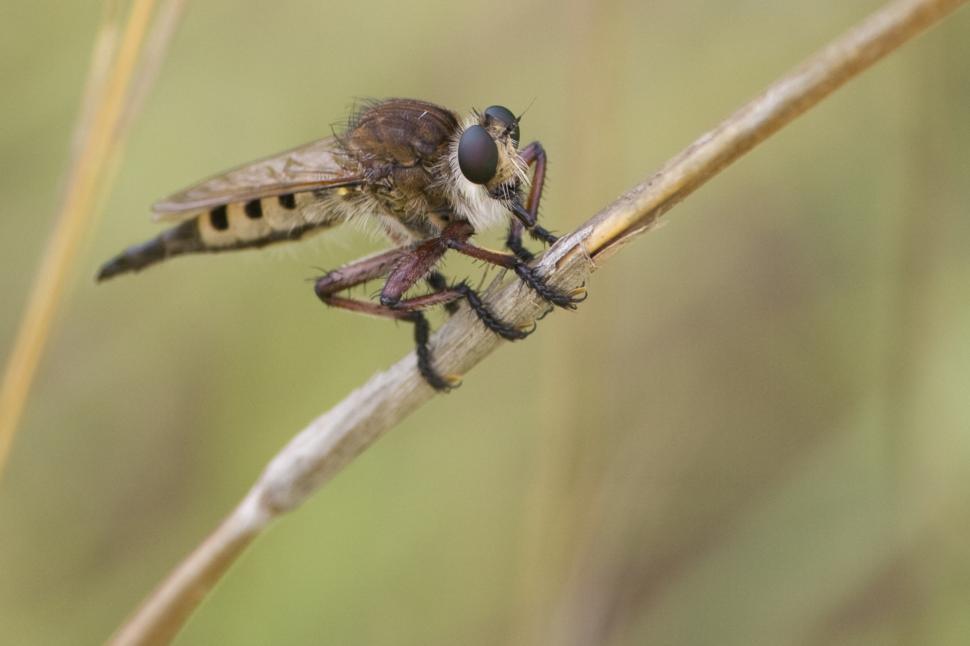 Free Image of Robber fly 