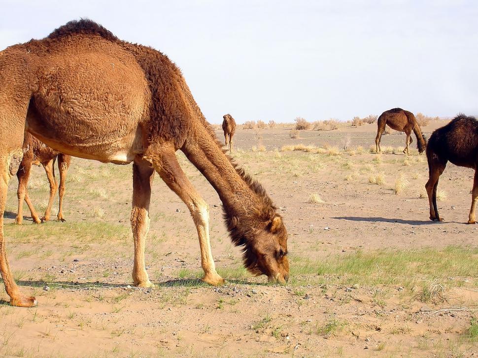 Free Image of Nature of Qom Province - Camels Grazing 