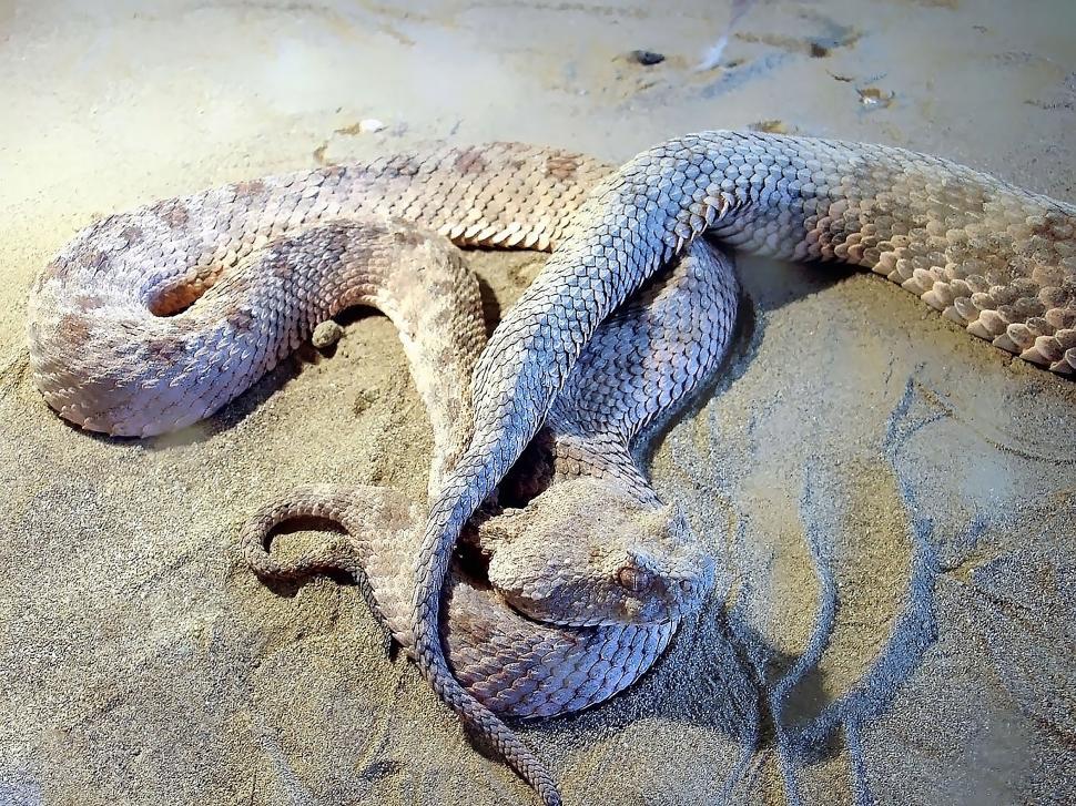 Free Image of Nature of Qom Province - Snake in Sand 