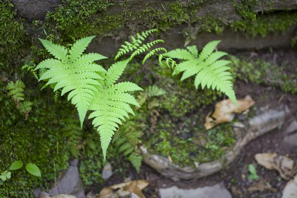 Free Image of Young Ferns 