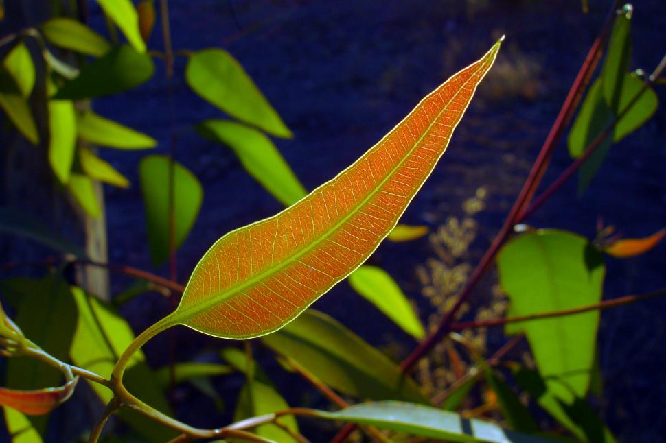 Free Image of Autumn leaf color - Single Leaf 
