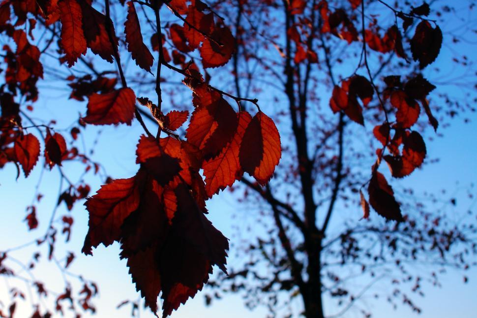 Free Image of Autumn leaf color  