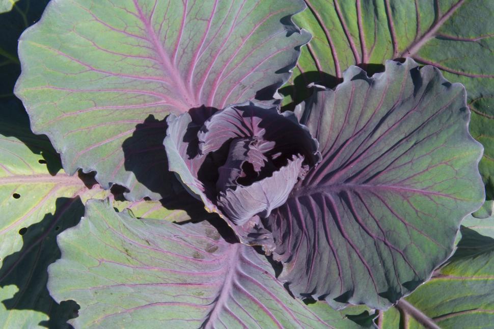 Free Image of Cabbage 