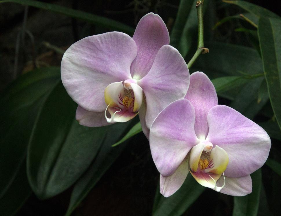 Free Image of Moth Orchids Pink Flowers 