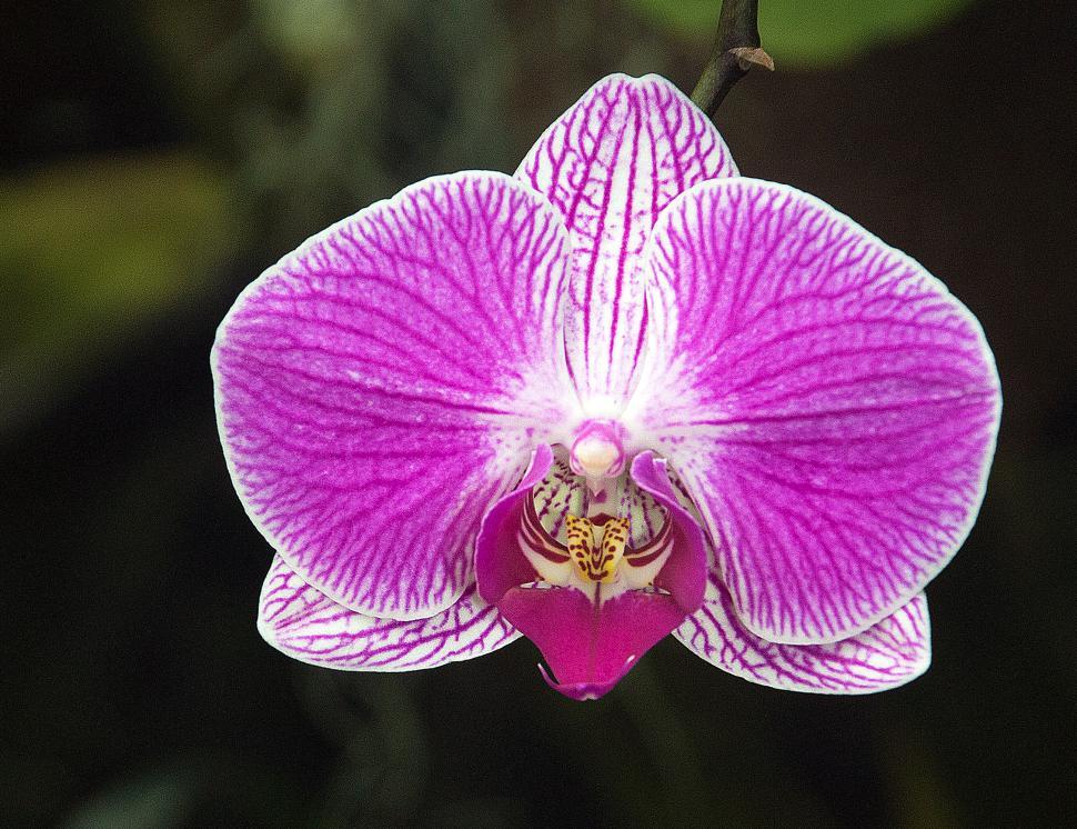 Download Free Stock Photo of Moth Orchid Flower in Bloom 