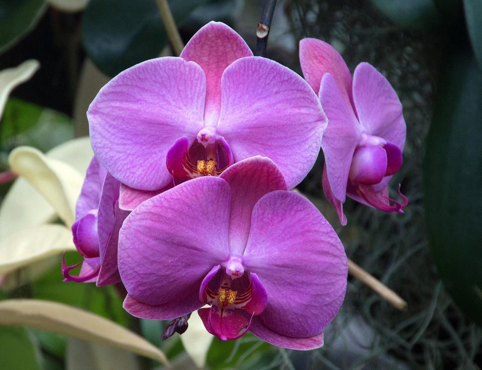 Free Image of Moth Orchid Flowers 