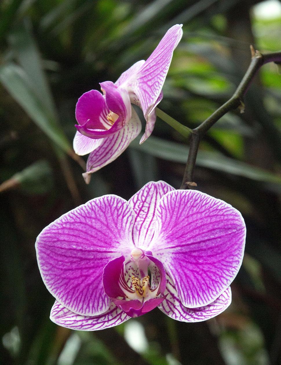 Free Image of Moth Orchids in Bloom 