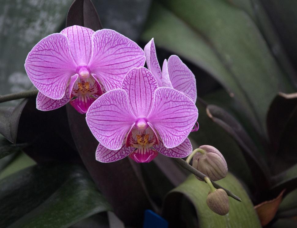 Free Image of Moth Orchid Flowers and Buds 