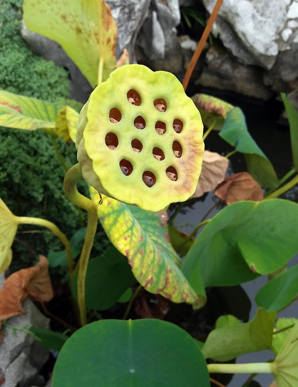 Free Image of Lotus Seed Pod 