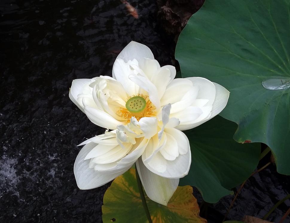 Free Image of White Lotus Flower in Pond 