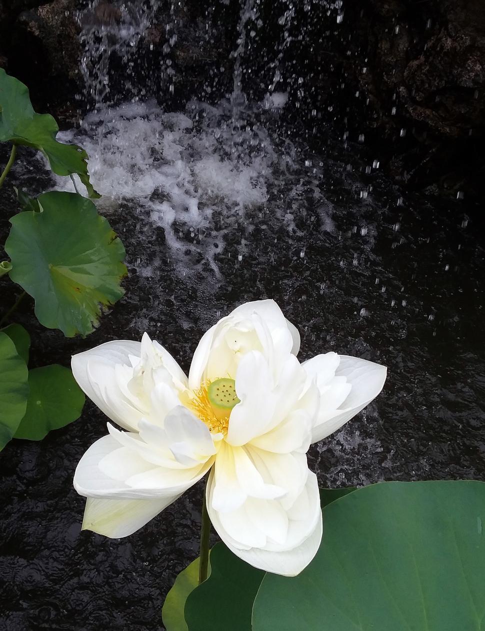 Free Image of White Lotus Flower 