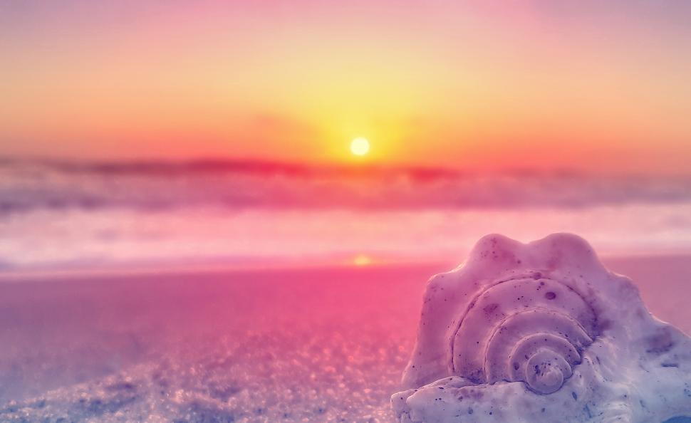 Free Image of Sunrise Over the Beach with Shell 