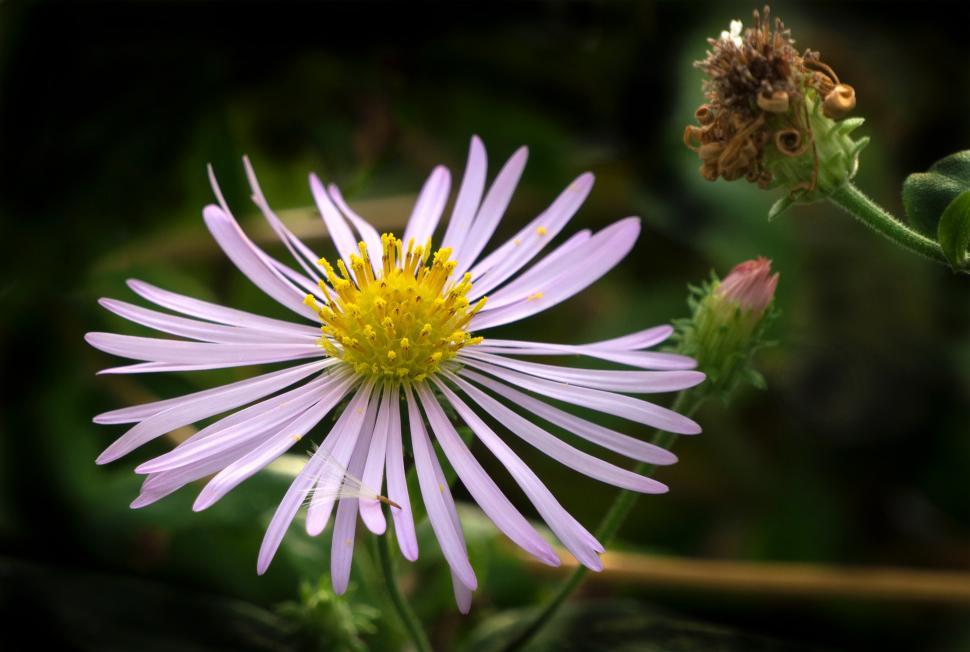 Free Image of Aster Flower Closeup 