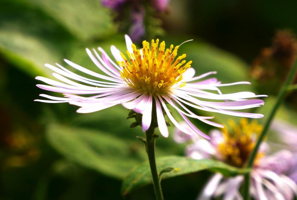 Free Image of Pink Aster Flower 