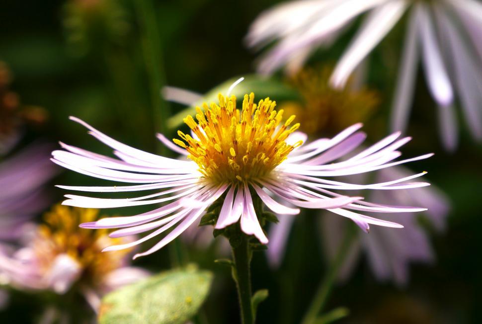Free Image of Aster Pink Flower Closeup 