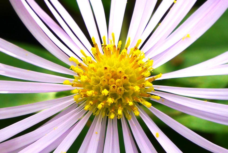 Free Image of Aster Flower Parts Closeup 