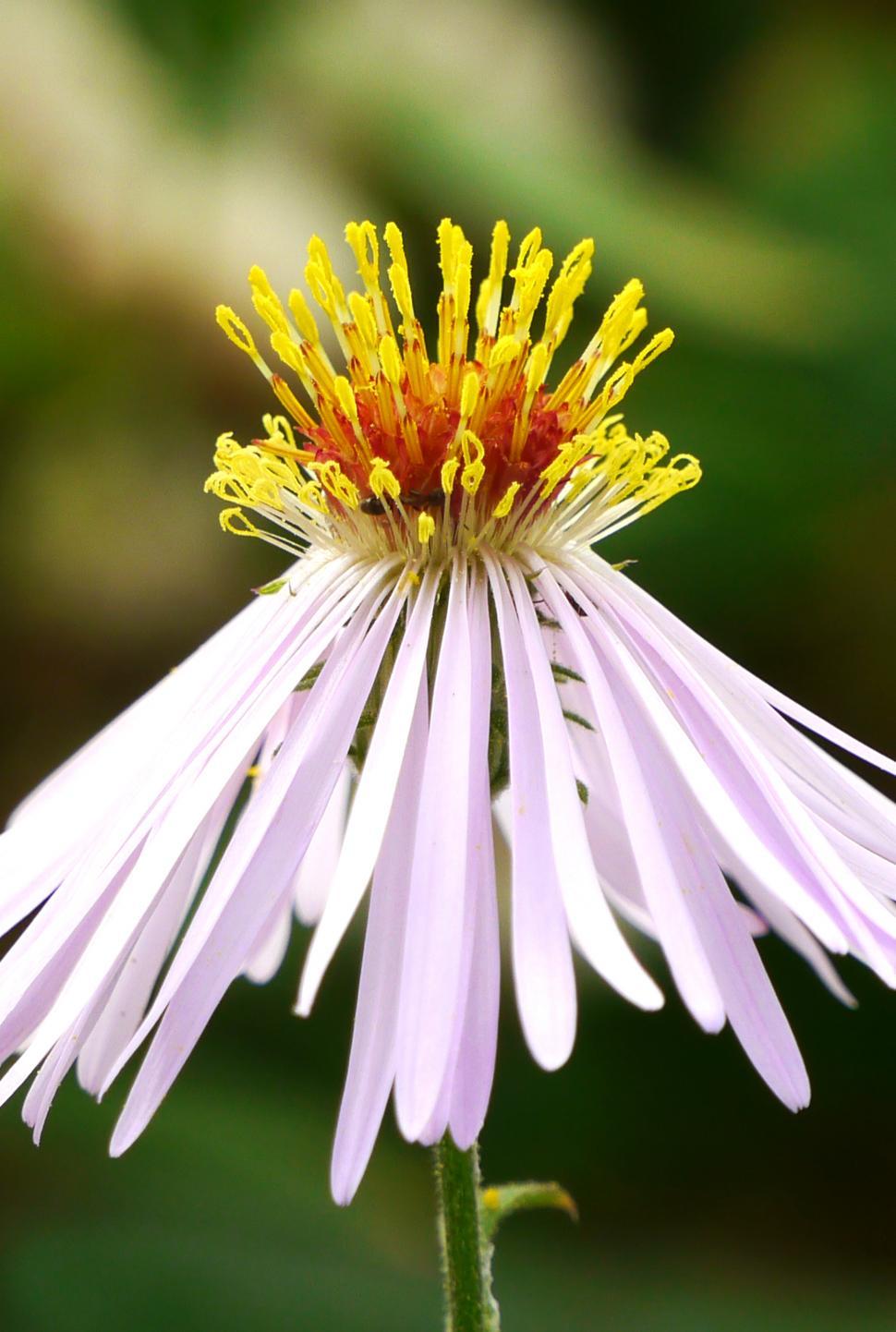 Free Image of Aster Flower Bloom Closeup 
