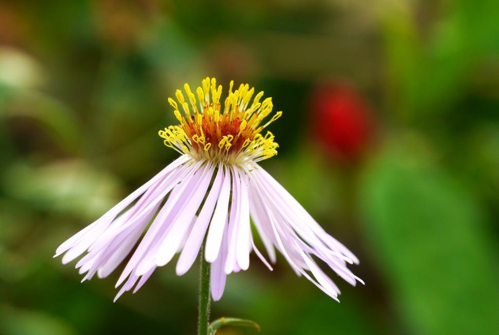 Free Image of Aster Flower 