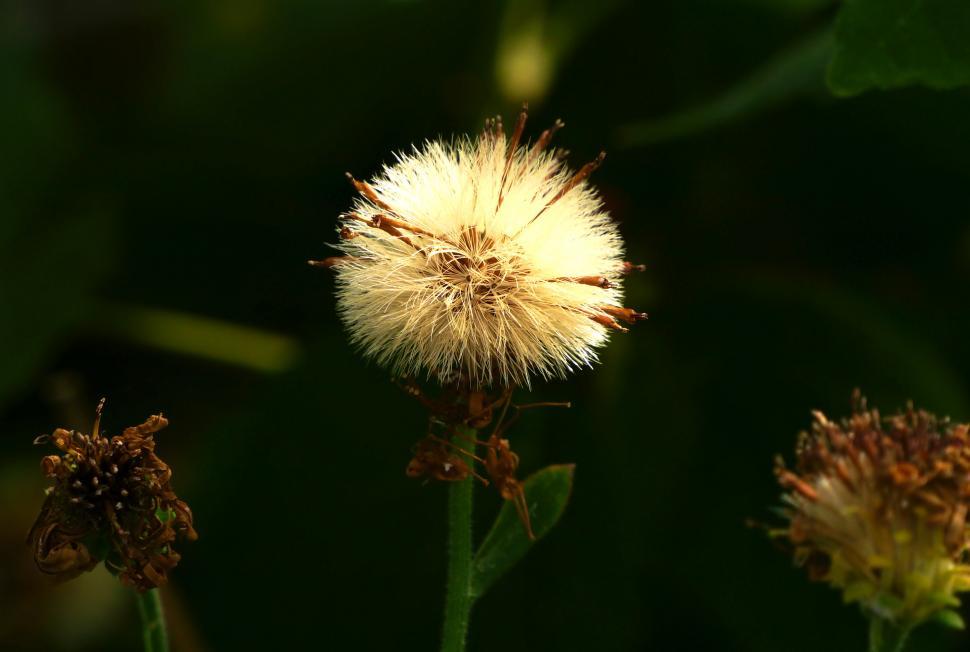 Free Image of Aster Flower Seeds 