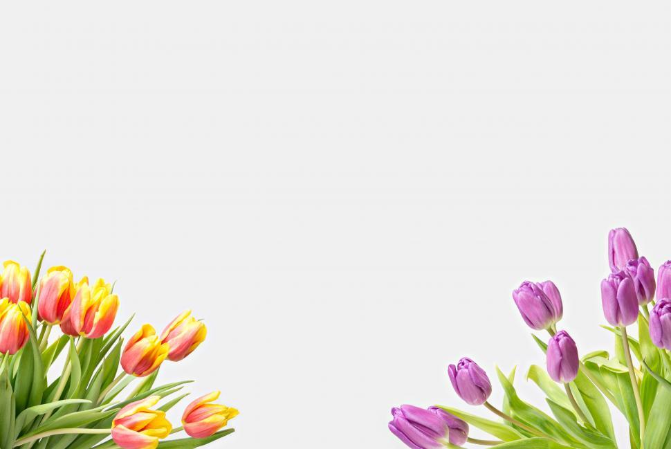 Free Image of Greeting card with tulip flowers on corners 