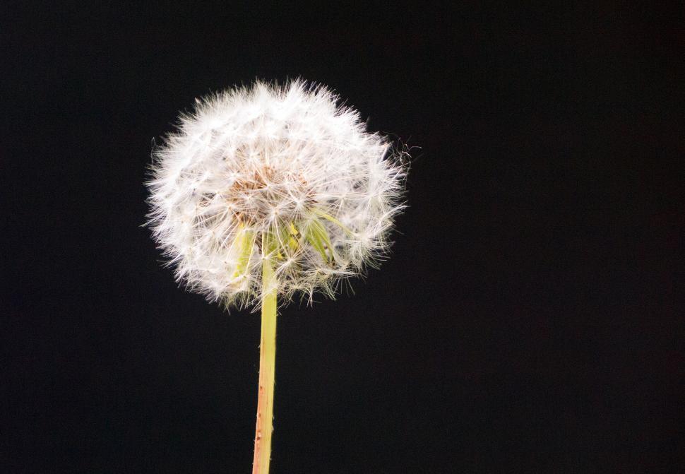 Free Image of Dandelion Seeds Fluffy Blowball Closeup 