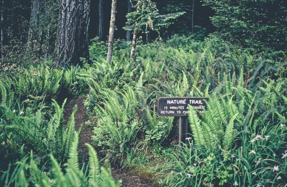 Free Image of Ferns with Nature Trail Sign 