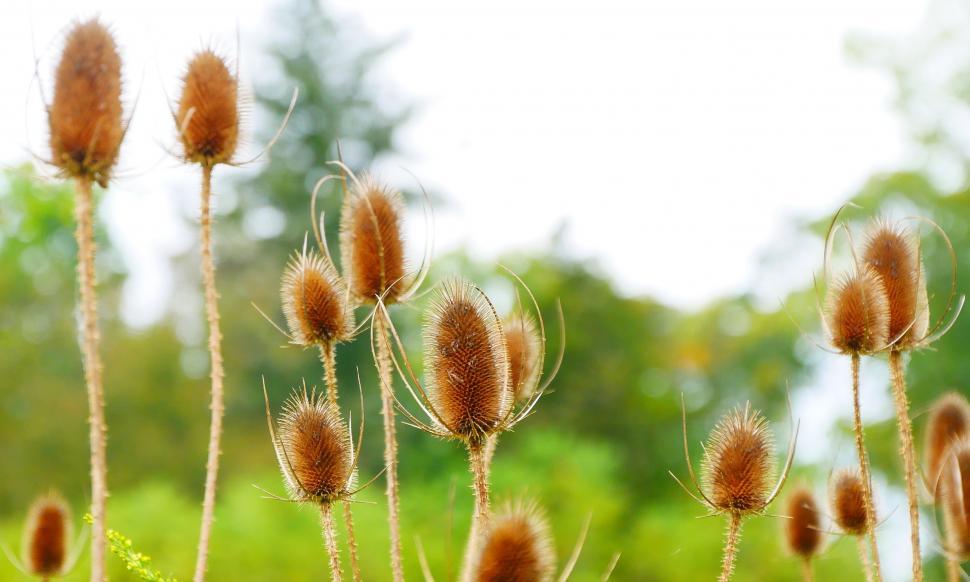 Free Image of Stand of Common Teasel Seedheads 