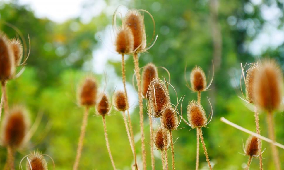 Free Image of Select Focus Seedheads of Common Teasel 