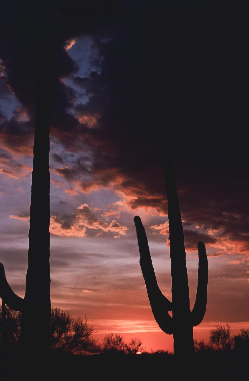 Free Image of Two Saguaro Cactus 