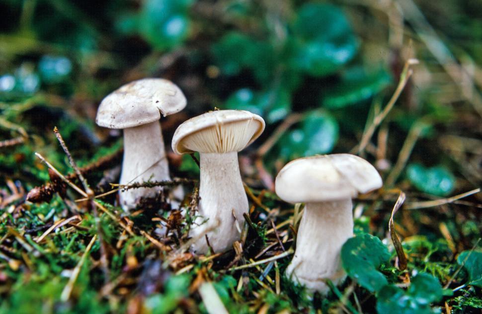 Free Image of Three Button Mushrooms 