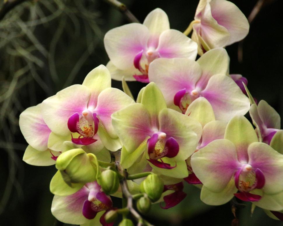 Free Image of Cluster of Yellow and Red Moth Orchid Flowers 