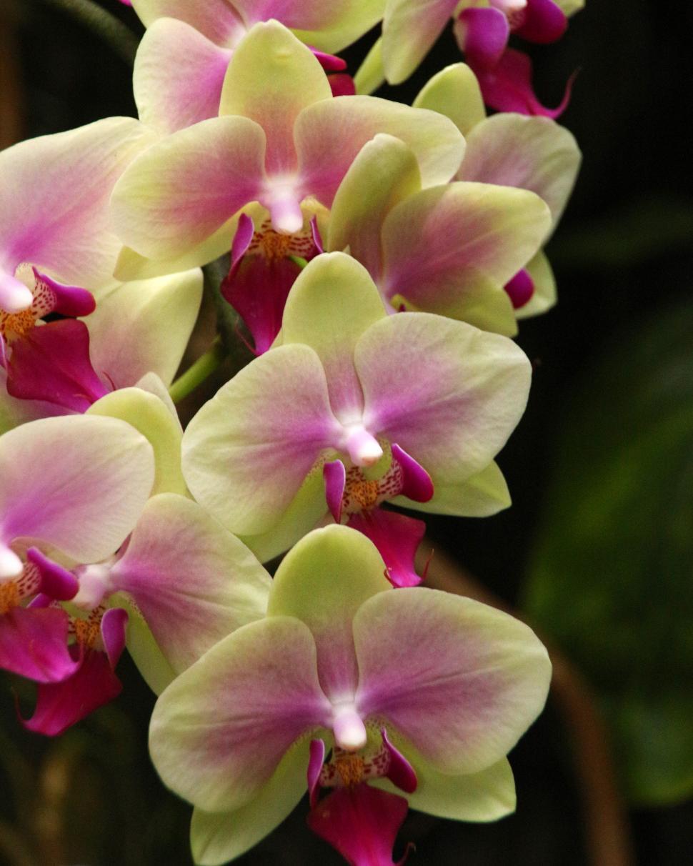 Free Image of Blooms of Yellow and Red Moth Orchid  