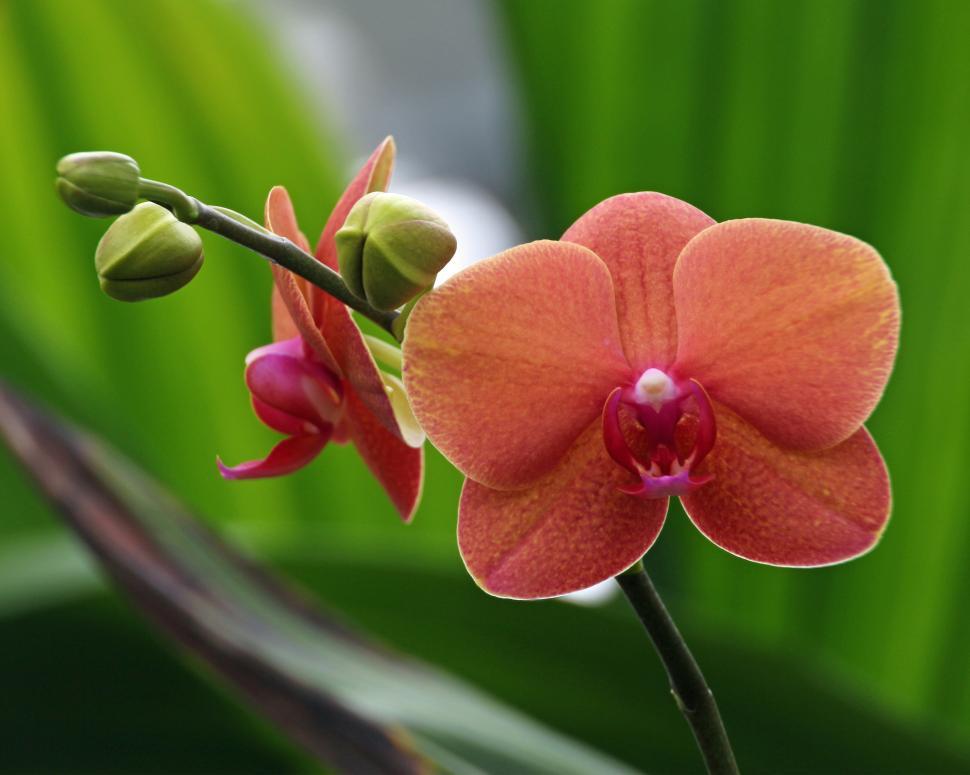 Free Image of Moth Orchid Orange Flower in Bloom 