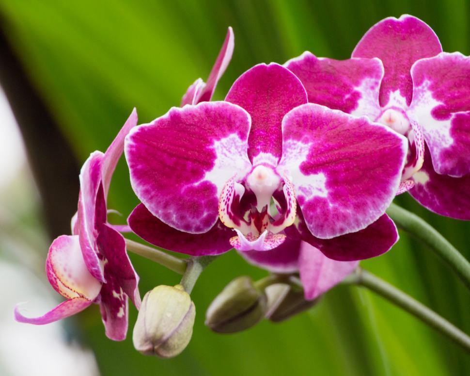 Free Image of Moth Orchid Red Flowers in Bloom 