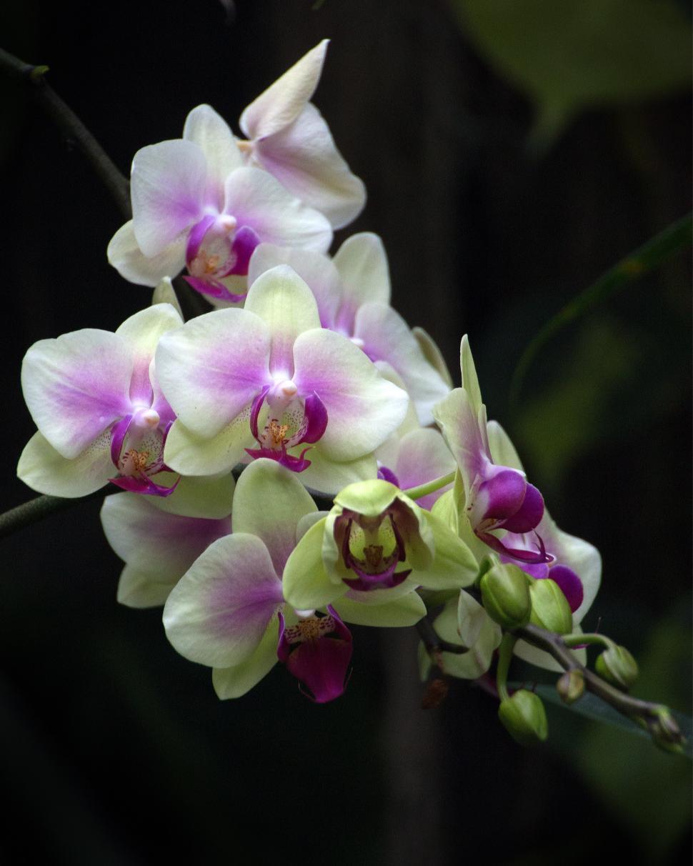 Free Image of Cluster of White and Pink Moth Orchid Flowers 
