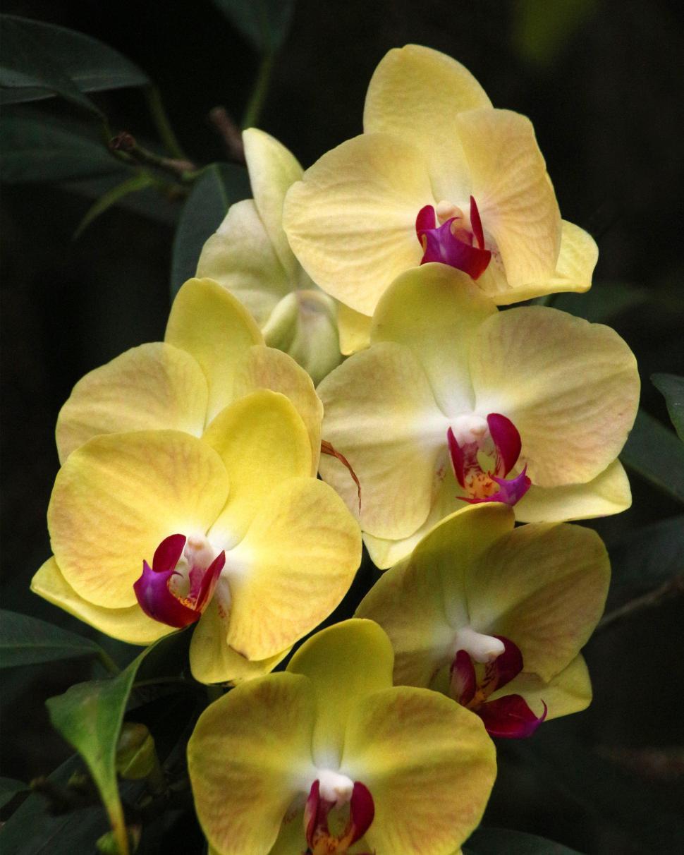 Free Image of Bright Yellow Orchid Flowers 