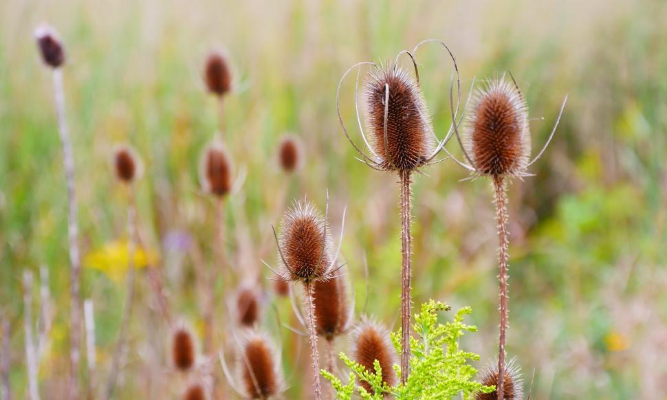 Free Image of Common Teasel Seedheads 