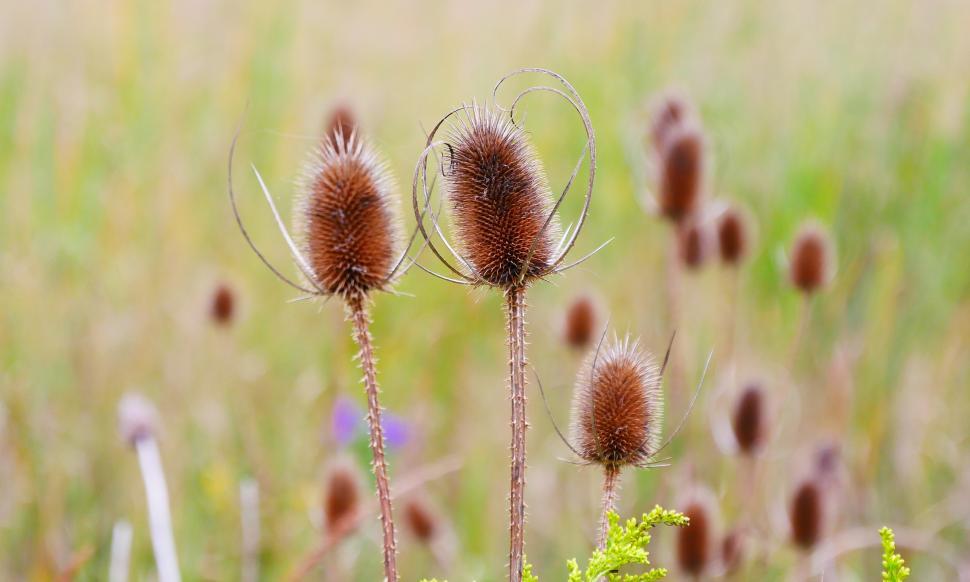 Free Image of Common Teasel Seedheads Select Focus 