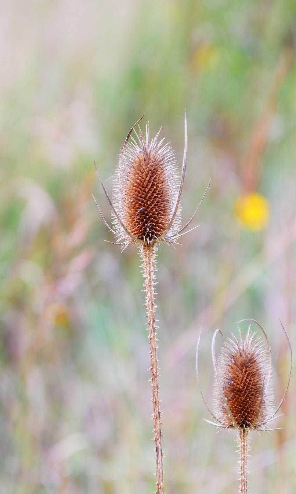 Free Image of Invasion Common Teasel Seedheads 