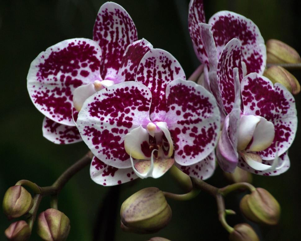 Free Image of Red Patterned Moth Orchid Flowers 