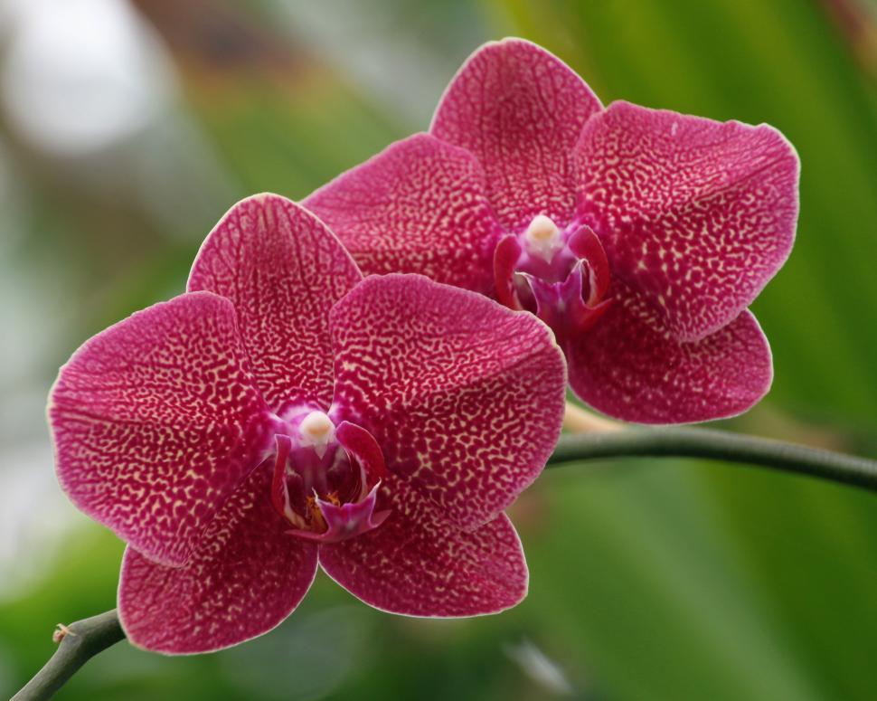 Free Image of Red Patterned Moth Orchid Flowers 